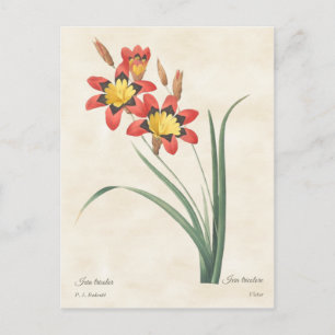 Harlekin-Blumen-Vintage-Botanikillustration Postkarte