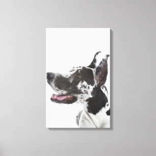 Harlekin-Deutsche Dogge Leinwanddruck