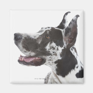 Harlekin-Deutsche Dogge Magnet