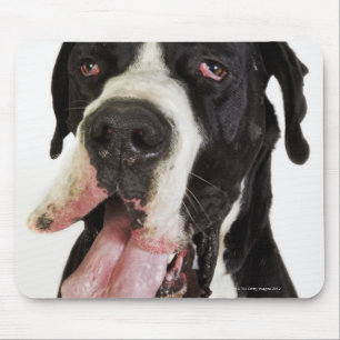 Harlekin-Deutsche Dogge, Nahaufnahme auf Weiß Mousepad
