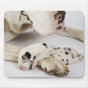 Harlekin-Doggewelpe, der auf Mutter schläft Mousepad
