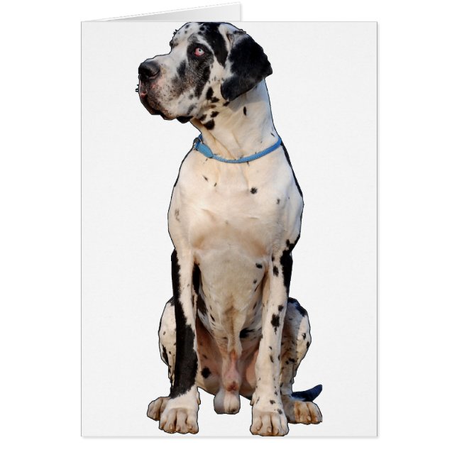 Harlekin Great Dane (Vorne)
