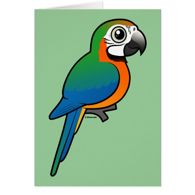 HarlekinMacaw (Vorne)