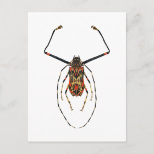 Harlequin Beetle Postkarte