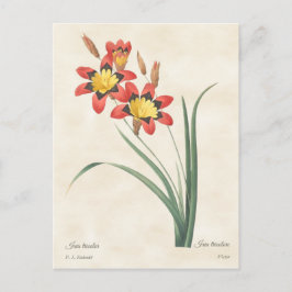 Harlequin Blume Vintag Botanische Illustration Postkarte