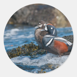 Harlequin Duck im Ozeansurfen Runder Aufkleber