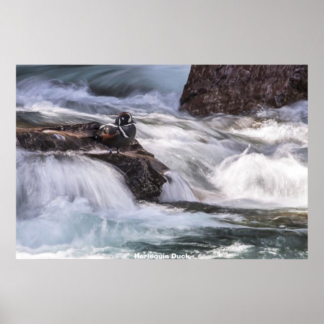 Harlequin Duck Poster (Vorne)