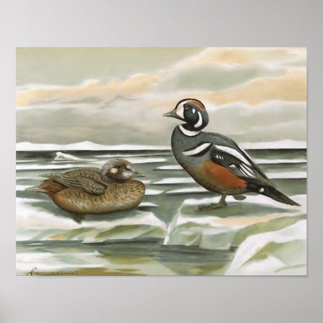 Harlequin Duck Poster (Vorne)