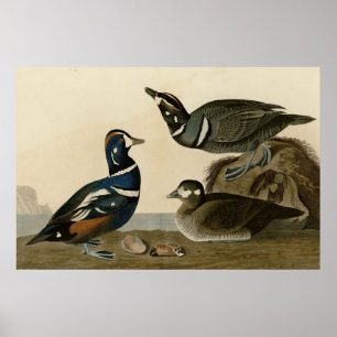 Harlequin Duck Poster