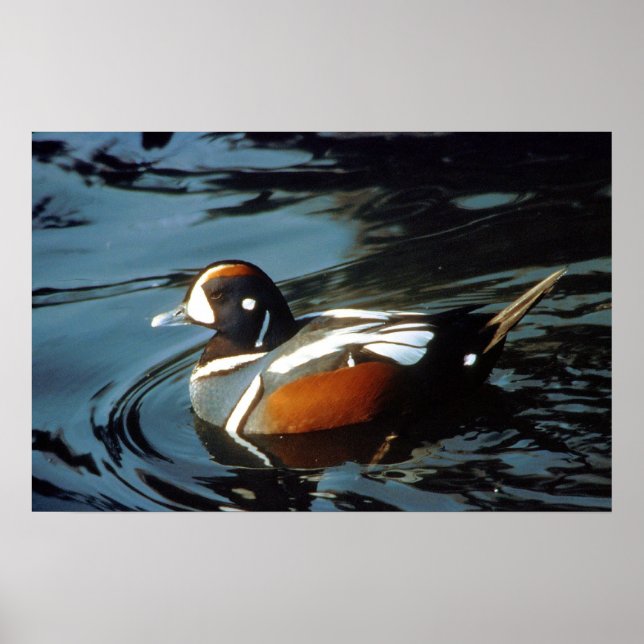 Harlequin Duck Poster (Vorne)