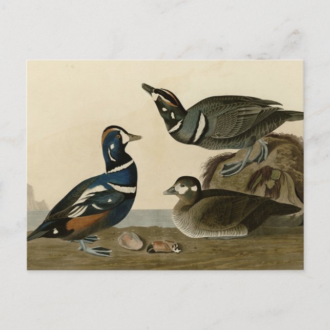 Harlequin Duck Postkarte (Vorderseite)