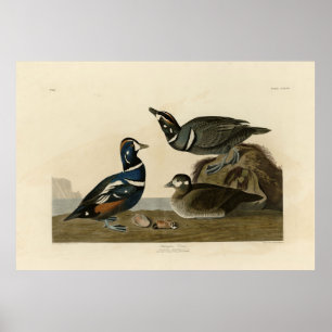 Harlequin Duck - von Audubons Vögeln Amerikas Poster