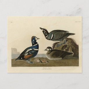 Harlequin Duck - von Audubons Vögeln Amerikas Postkarte