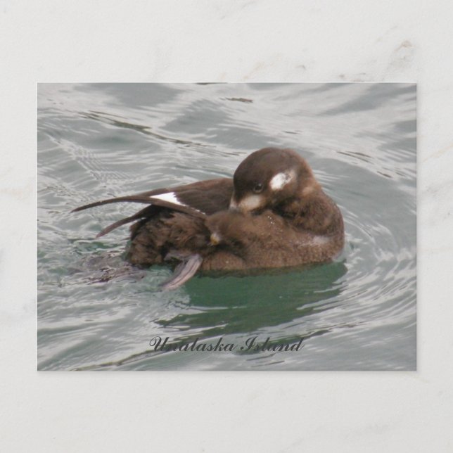 Harlequin Female Duck Preening on Water Postkarte (Vorderseite)