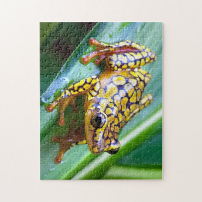 Harlequin Giison Dart Frog Puzzle (Vertikal)