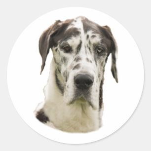 Harlequin Great Dane Hund Foto Runder Aufkleber