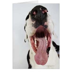 Harlequin Great Dane mit offenem Mund, nah-up,