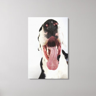 Harlequin Great Dane mit offenem Mund, nah-up, Leinwanddruck