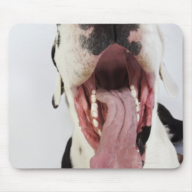 Harlequin Great Dane mit offenem Mund, nah-up, Mousepad (Vorne)