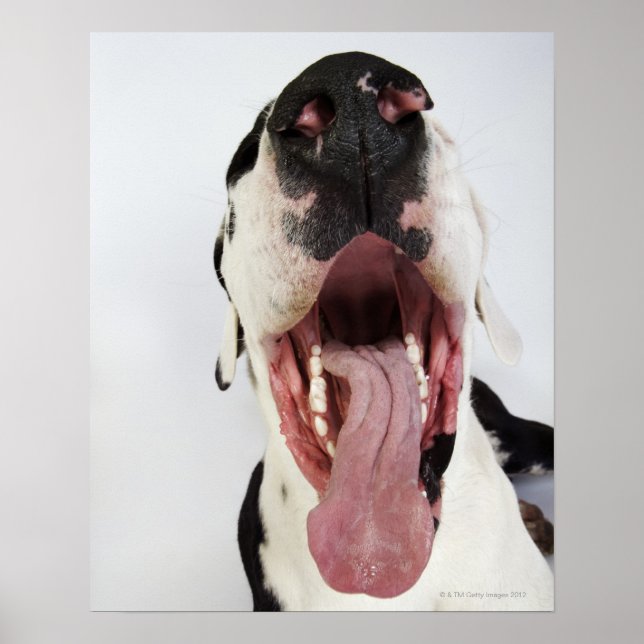 Harlequin Great Dane mit offenem Mund, nah-up, Poster (Vorne)