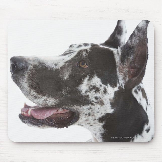 Harlequin Great Dane Mousepad (Vorne)