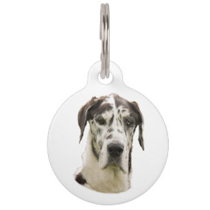 Harlequin Great Dane Pet Portrait Haustiermarke