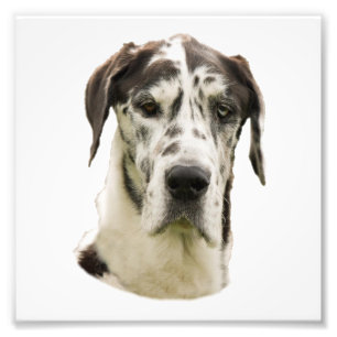 Harlequin Great Dane Portrait Foto