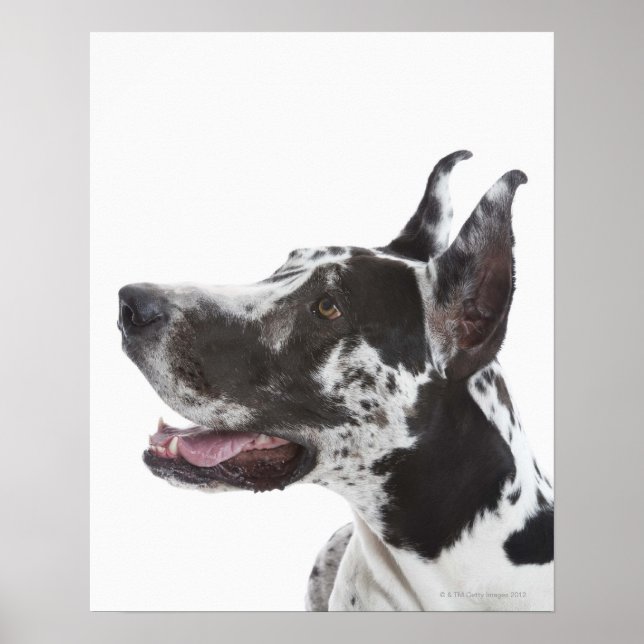 Harlequin Great Dane Poster (Vorne)