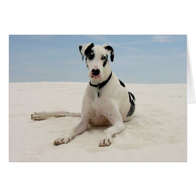 Harlequin Great Dane Puppy Dog Card - Verse (Vorderseite (Horizontal))