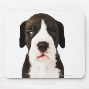Harlequin Great Dane Welpe auf weißem Hintergrund Mousepad