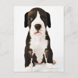 Harlequin Great Dane Welpe auf weißem Hintergrund Postkarte