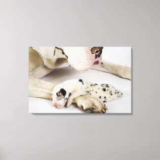 Harlequin Great Dane Welpe schlafen auf Mutter Leinwanddruck