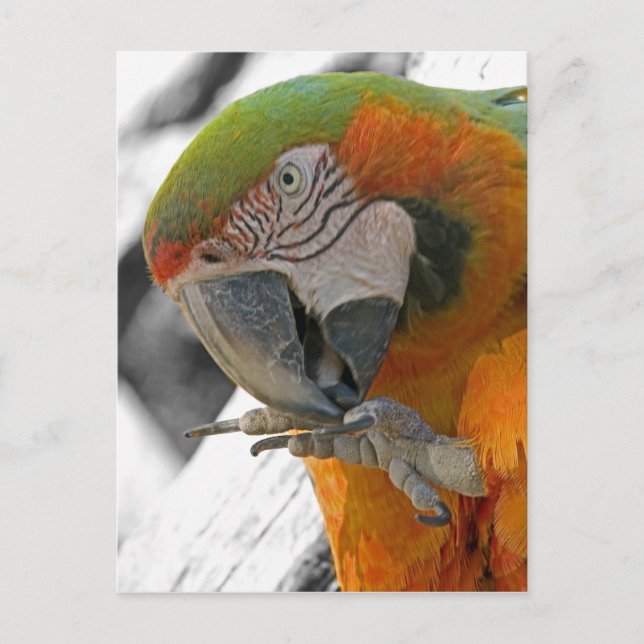 Harlequin Macaw Foot Postcard Postkarte (Vorderseite)