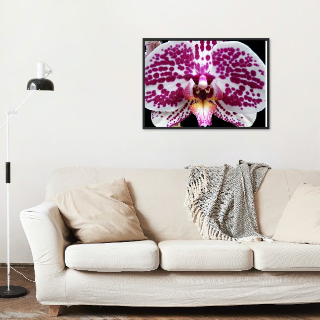 Harlequin Moth Orchid Foto Glossy Poster (In Situ)