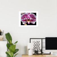 Harlequin Phalaenopsis Orchid Bloom Floral