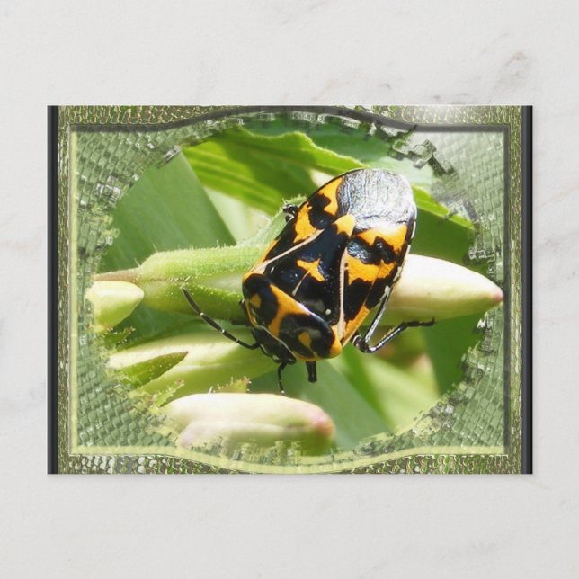 Harlequin stink bug ~ Postcard Postkarte (Vorderseite)
