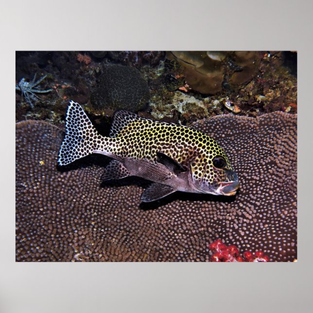 Harlequin Sweetlips Poster (Vorne)