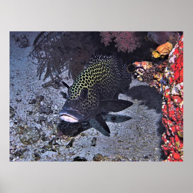 Harlequin Sweetlips Poster (Vorne)