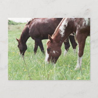 Harley & Sugar Grazing Postcard Postkarte