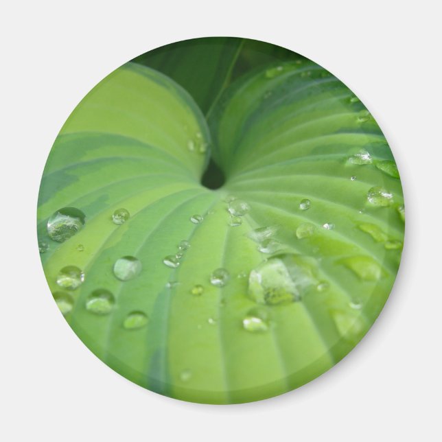 'Harmonious Hosta' Magnet (Vorne)