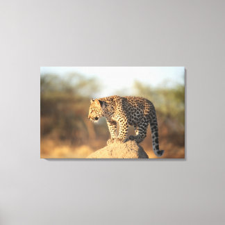 Harnas Wildlife Sanctuary, Namibia Leinwanddruck