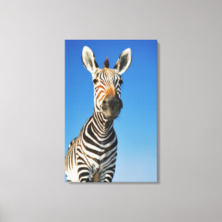Harnas Wildlife Sanctuary, Namibia, Süd Leinwanddruck