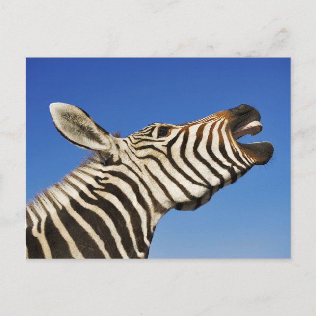 Harnas Wildlife Sanctuary, Namibia, Süd Postkarte (Vorderseite)