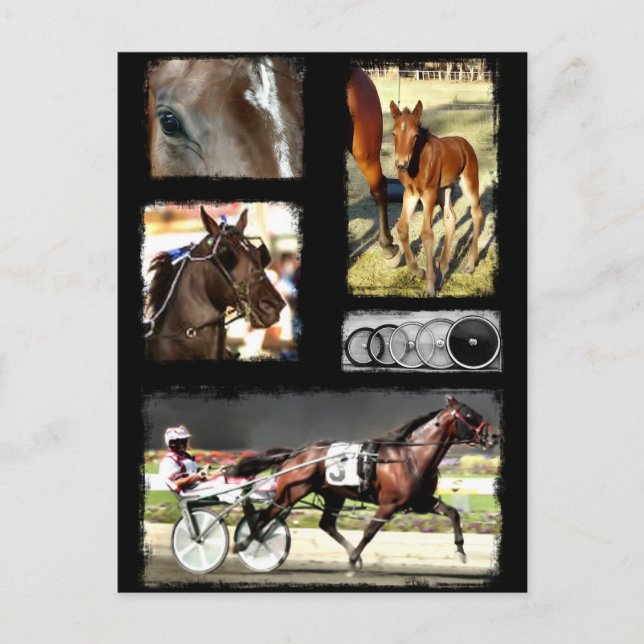 Harness Racing Sport Postkarte (Vorderseite)