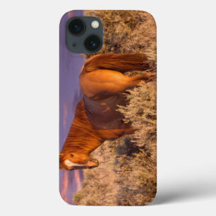 Harney County wildes Pferd steht wachsam iPhone 13 Hülle
