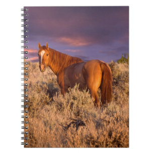 Harney County Wildpferd steht wachsam Notizblock