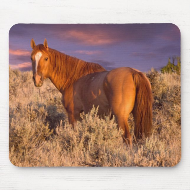 Harney Landkreis Wild Pferd steht Alarm Mousepad (Vorne)