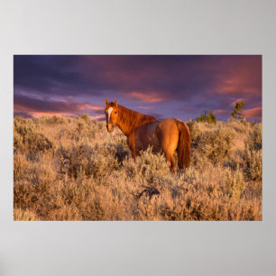 Harney Landkreis Wild Pferd steht Alarm Poster