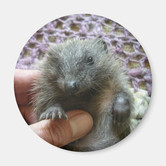 Harold Der Igel Magnet (Vorne)