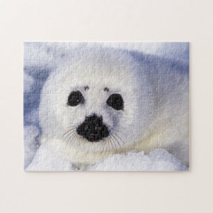 Harp seal pup ice Gulf of St. Lawrence, Puzzle